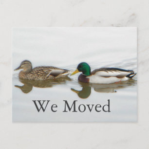 Carte Postale Faire-part Canards colverts