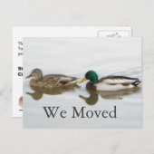 Carte Postale Faire-part Canards colverts (Devant / Derrière)