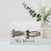 Carte Postale Faire-part Canards colverts (Debout devant)