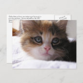 Carte Postale Faire-part Chaton d'abri (Devant / Derrière)