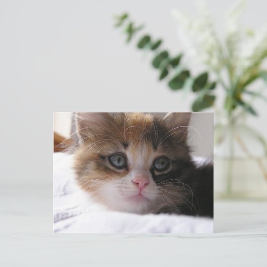 Carte Postale Faire-part Chaton d'abri (Debout devant)