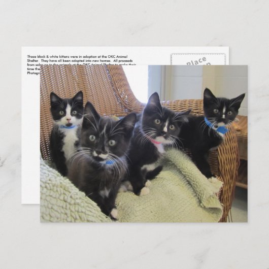 Carte Postale Faire-part Chatons noirs et blancs 2014 (Devant / Derrière)