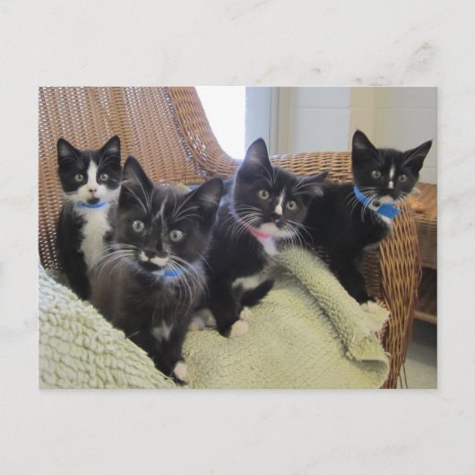Carte Postale Faire-part Chatons noirs et blancs 2014 (Devant)