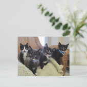 Carte Postale Faire-part Chatons noirs et blancs 2014 (Debout devant)