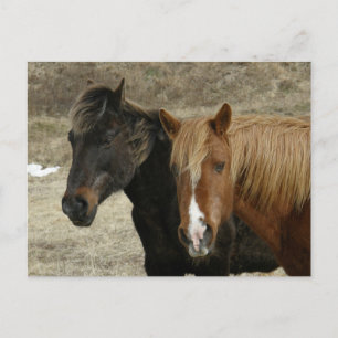 Carte Postale Faire-part Chevaux sauvages sur l'île d'Unalaska