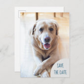 Carte Postale Faire-part Chien Annonçant Enregistrer La Date Photo Mariage (Devant / Derrière)