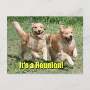 Carte Postale Faire-part Chien de golden retriever c'est une Réunion