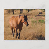 Carte Postale Faire-part continuer (Devant)