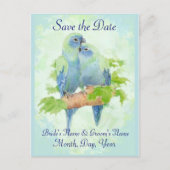Carte Postale Faire-part Cute Cuddin Parrot tropical Mariage Couple (Devant)
