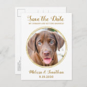 Carte Postale Faire-part Elegant Chic Gold Custom Pet Photo Chien Mariage (Devant / Derrière)