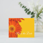 Carte Postale Faire-part enregistrer la date, fleurs de marguerite gerbera (Debout devant)