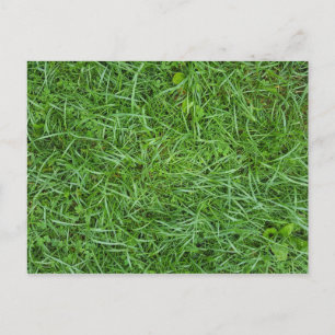 Carte Postale Faire-part entreprise d'aménagement paysager herbe macro