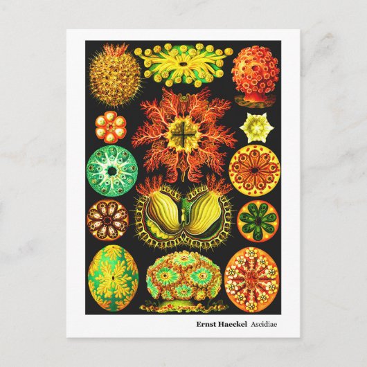 Carte Postale Faire-part Ernst Haeckel Ascidiae (Devant)
