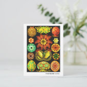 Carte Postale Faire-part Ernst Haeckel Ascidiae (Debout devant)
