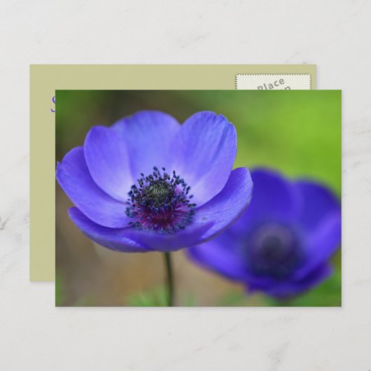Carte Postale Faire-part Fleurs de Pavot Bleu Save The Date (Devant / Derrière)