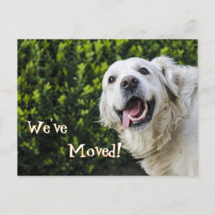 Carte Postale Faire-part Golden Retriever chiot Nous avons déplacé une nouv