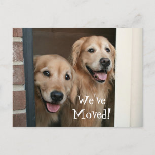 Carte Postale Faire-part Golden Retriever Nous avons déplacé une nouvelle a