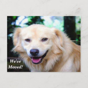 Carte Postale Faire-part Golden Retriever Nous avons déplacé une nouvelle a