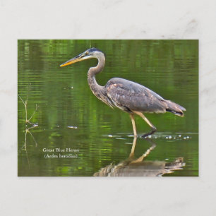 Carte Postale Faire-part Grand Héron bleu (Ardea herodias)
