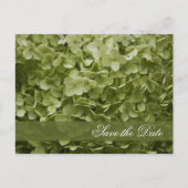 Carte Postale Faire-part Green Annabelle Hydrangea Wedding Enregistrer la d (Devant)