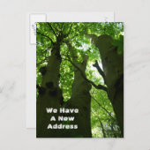 Carte Postale Faire-part Gros hêtres Forêt d'été Déménagement (Devant / Derrière)