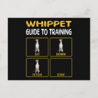 guide du whippet pour dresser un chien obéissant