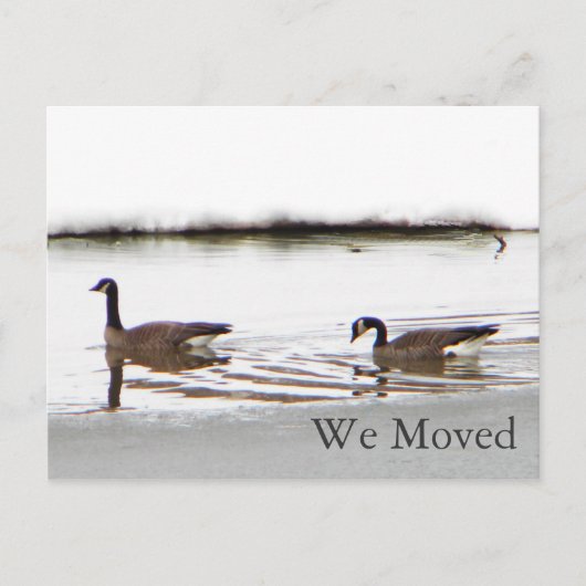 Carte Postale Faire-part Honkers - Oies du Canada (Devant)