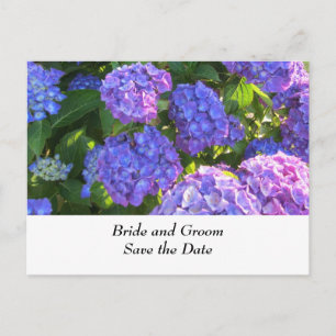 Carte Postale Faire-part Hydrangeas de mariage bleues et violettes