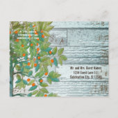 Carte Postale Faire-part Inséparable Peacock assis dans un arbre Enregistre (Dos)