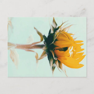 Carte Postale Faire-part Joli tournesol fleuri art