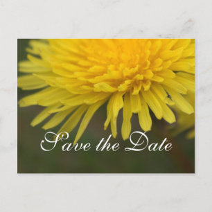 Carte Postale Faire-part Jolie fleur sauvage jaune pissenlit save the date