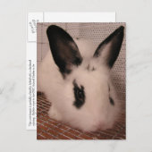 Carte Postale Faire-part Lapin (Devant / Derrière)