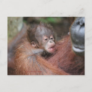 Carte Postale Faire-part Le nouveau fils de bébé d'Akmad au camp Leakey
