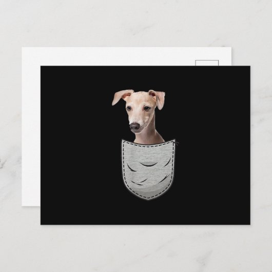 Carte Postale Faire-part Lévriers Italiens Whippet Pochette de Poitrine pou (Devant / Derrière)