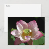 Carte Postale Faire-part Lotus (Devant / Derrière)