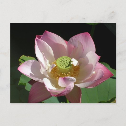 Carte Postale Faire-part Lotus (Devant)