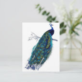 Carte Postale Faire-part Magnifique paon bleu Nature Oiseau Plumes de queue (Debout devant)