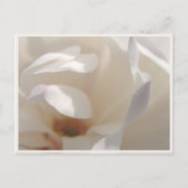 Carte Postale Faire-part Magnolia Ivoire Romantique pour Sauvegarder la Dat (Devant)