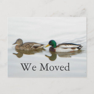 Carte Postale Faire-part Mallards