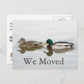 Carte Postale Faire-part Mallards (Devant / Derrière)