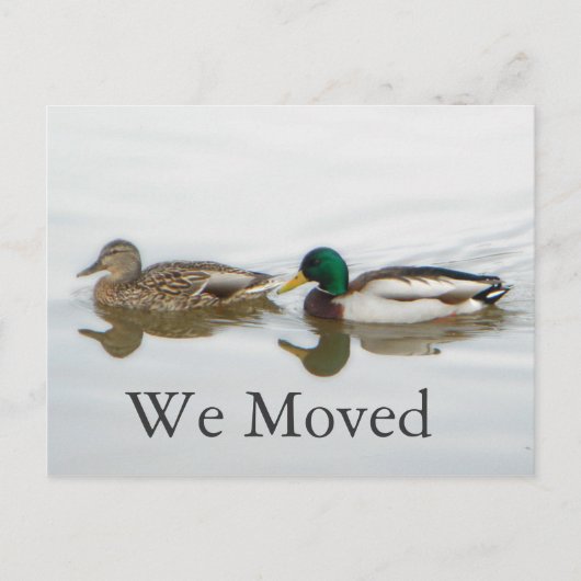 Carte Postale Faire-part Mallards (Devant)