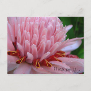 Carte Postale Faire-part Mariage au gingembre à la flamme rose Sauvez les c