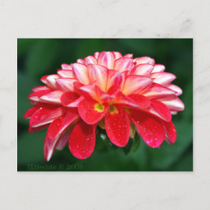Carte Postale Faire-part Mariage Automne Et Vacances
