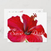 Carte Postale Faire-part Mariage d'Hibiscus tropical Enregistrer la date (Devant / Derrière)