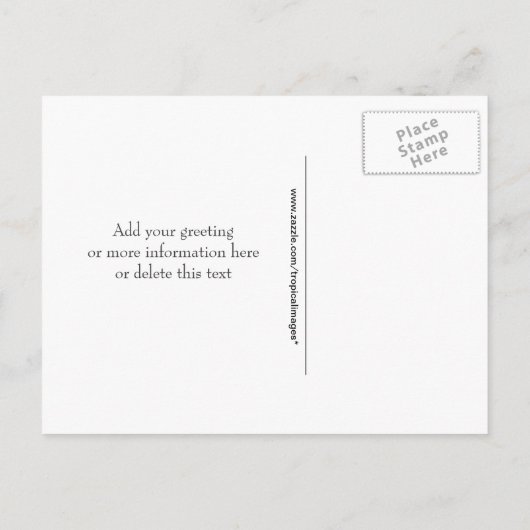 Carte Postale Faire-part Mariage Thème Plage Dollar de Sable Enregistrez la (Dos)