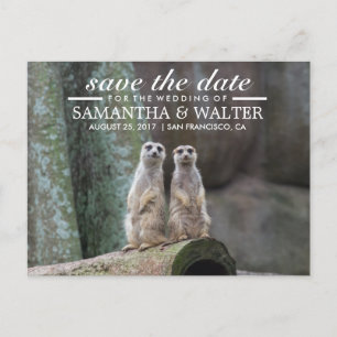 Carte Postale Faire-part Meerkats Adorables Enregistrer La Date