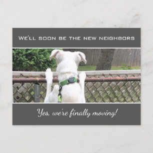 Carte Postale Faire-part Mignon Chien Blanc Curieux Espionnant Les Voisins