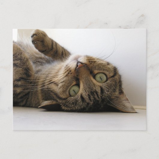 Carte Postale Faire-part Molly (Devant)