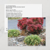 Carte Postale Faire-part Nandina et Agapanthus (Devant / Derrière)