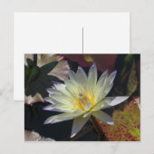 Carte Postale Faire-part Nymphéa de la Saint-Jean (Devant / Derrière)